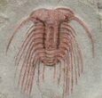 Pair of Red Selenopeltis Trilobites - Morocco #49216-3